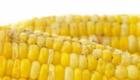 Как правильно варить кукурузу в початках в кастрюле