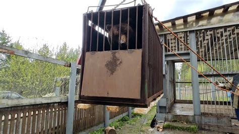 Медведь Малыш получил новый уютный дом в челябинском зоопарке