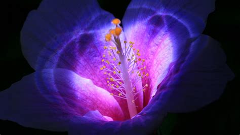 Нежный хранитель тени: цветок, который распускается к маю и не требует забот