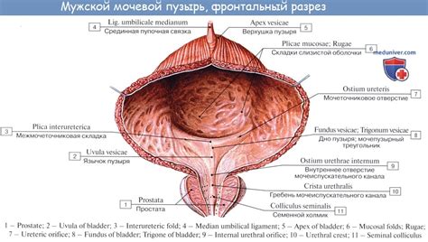 Ночной энурез: кто отвечает — мозг, душа или мочевой пузырь? Встреча 16 марта в 15:00 мск