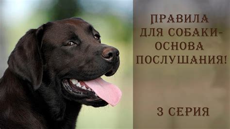 Почему собака не слушается: роль психологии в успешном обучении