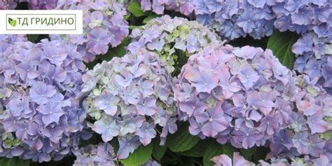 Секреты идеальной обрезки гортензии: пошаговое руководство для пышного цветения