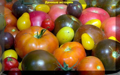 Цитрусовая сокровищница Сочи: редкие сорта и необычные гибриды