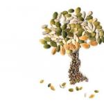 Arti Kata Kotiledon dalam Ensiklopedia Biologi Berapa jumlah kotiledon pada embrio pohon cemara