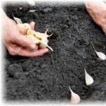Caratteristiche di piantare aglio primaverile in primavera in Siberia e negli Urali