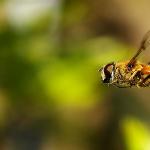 ड्रीम इंटरप्रिटेशन: आप मक्खियाँ क्यों सपने देखते हैं, सपने में मक्खियाँ देखने का क्या मतलब है
