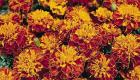 Marigold yang ditolak: varietas dan aturan tumbuh Marigold Orange Flame