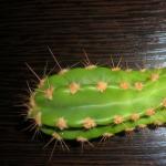 Aiuto d'emergenza per i cactus Trattamento di un cactus marcio
