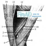 Var är lymfkörteln under armhålan: plats, diagram Mänsklig axillär fossa
