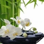 Anggrek menurut Feng Shui: makna dan makna rahasia Apa arti bunga anggrek menurut Feng Shui