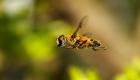 ड्रीम इंटरप्रिटेशन: आप मक्खियाँ क्यों सपने देखते हैं, सपने में मक्खियाँ देखने का क्या मतलब है