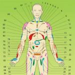 Projekcija ljudskih organa sa leđa