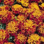 Körömvirág elutasított: fajták és termesztési szabályok Körömvirágok Orange Flame