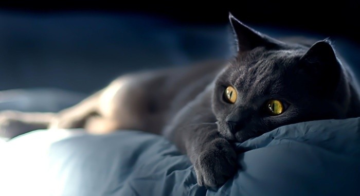 Kako odvojiti mačku od loših navika Zašto mačka vrišti kad nema nikoga kod kuće