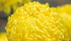 Veľkokveté chryzantémy - starostlivosť o kvety, pestovanie a rozmnožovanie, foto Budú veľkokveté chryzantémy vysoké v črepníku