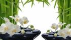 Orkidé enligt Feng Shui: betydelse och hemlig betydelse Vad betyder orkidéblomman enligt Feng Shui
