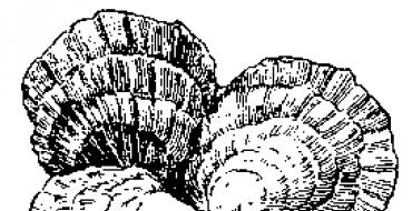 Gastropoda Gastropoda Garam yang merupakan unsur penyusun cangkang moluska