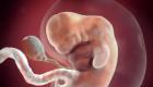 Sviluppo intrauterino di un bambino Il sistema percepisce un embrione in via di sviluppo intensivo