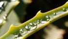 Aloe: termesztési tulajdonságok, ápolás, gyógyhatások