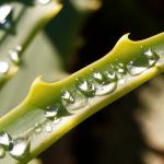 Aloe: termesztési tulajdonságok, ápolás, gyógyhatások
