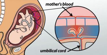 A placenta működési kézi szétválasztása Manuális elválasztás és a placenta technikus elválasztása