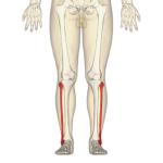 Struktur kaki di bawah lutut