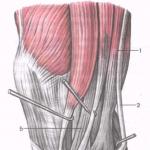 Anatomy and training of the thigh muscles