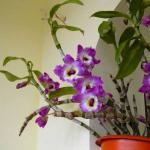 Anggrek Dendrobium: tumbuh di rumah