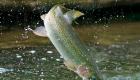 Vilken typ av fisk är en regnbåge: beskrivning och livsstil