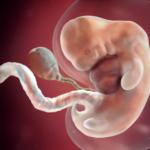 Intrauterin utveckling av ett barn Systemet uppfattar ett intensivt utvecklande embryo