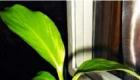 Keluarga tanaman indoor aroid: nama spesies dengan foto bunga Aroid