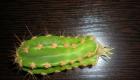 Núdzová pomoc pre kaktusy Liečba zhnitého kaktusu