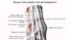 Anatomija plantarnog mišića i njena patološka stanja