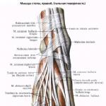 Anatomija plantarnog mišića i njena patološka stanja